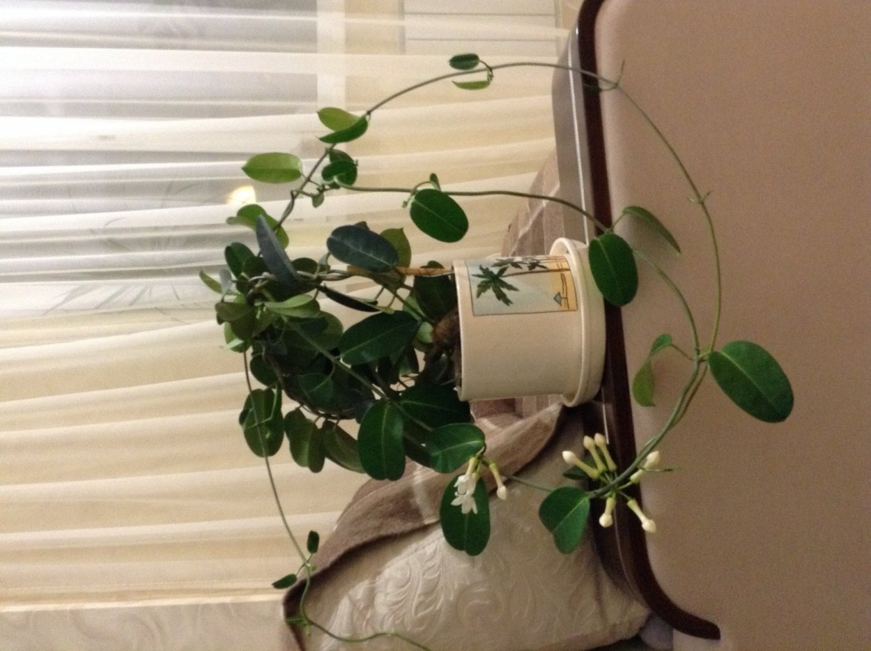 Цветок Вьюн комнатный