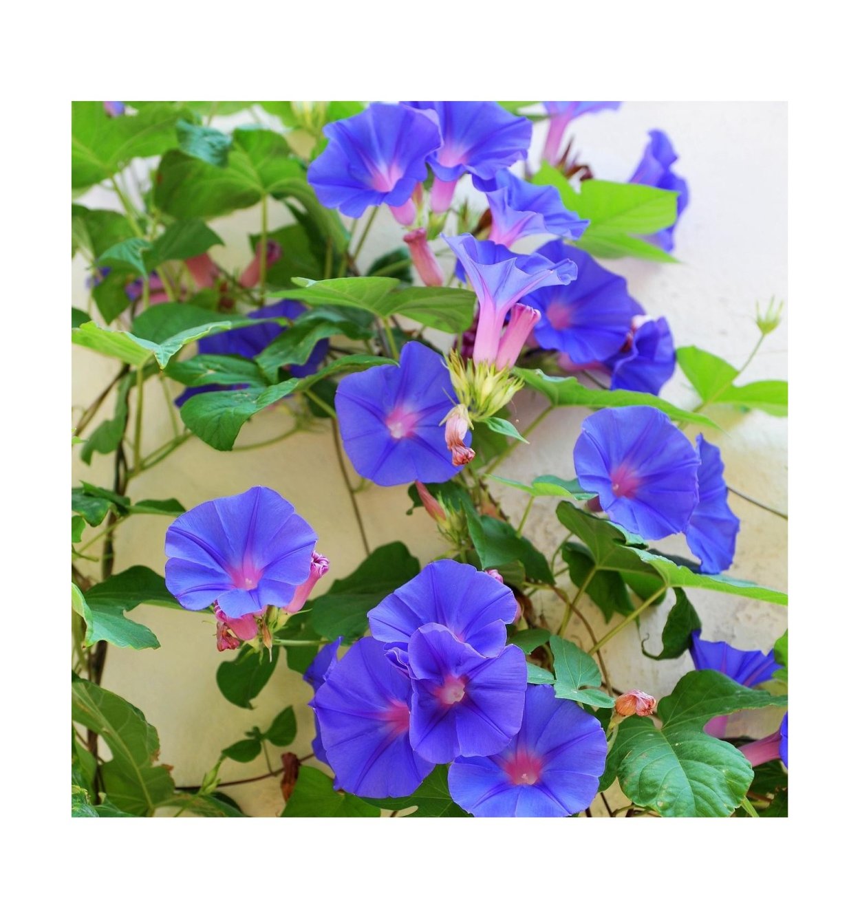 Вьюны колокольчики цветы