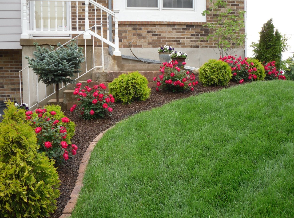 Рабатка Тунберга