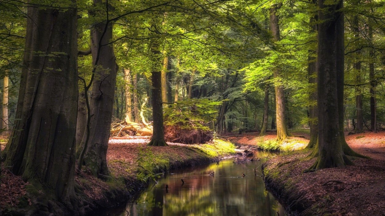 Красивый лес