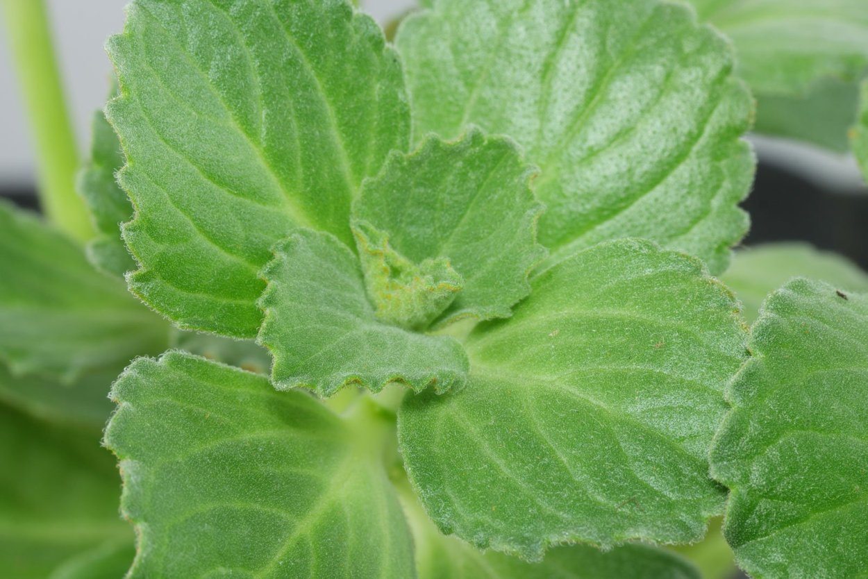 Плектрантус неочилюс