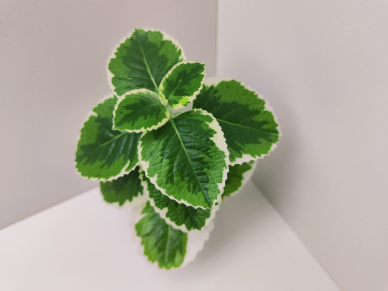 Плектрантус с белой вариегатностью, аромат мяты