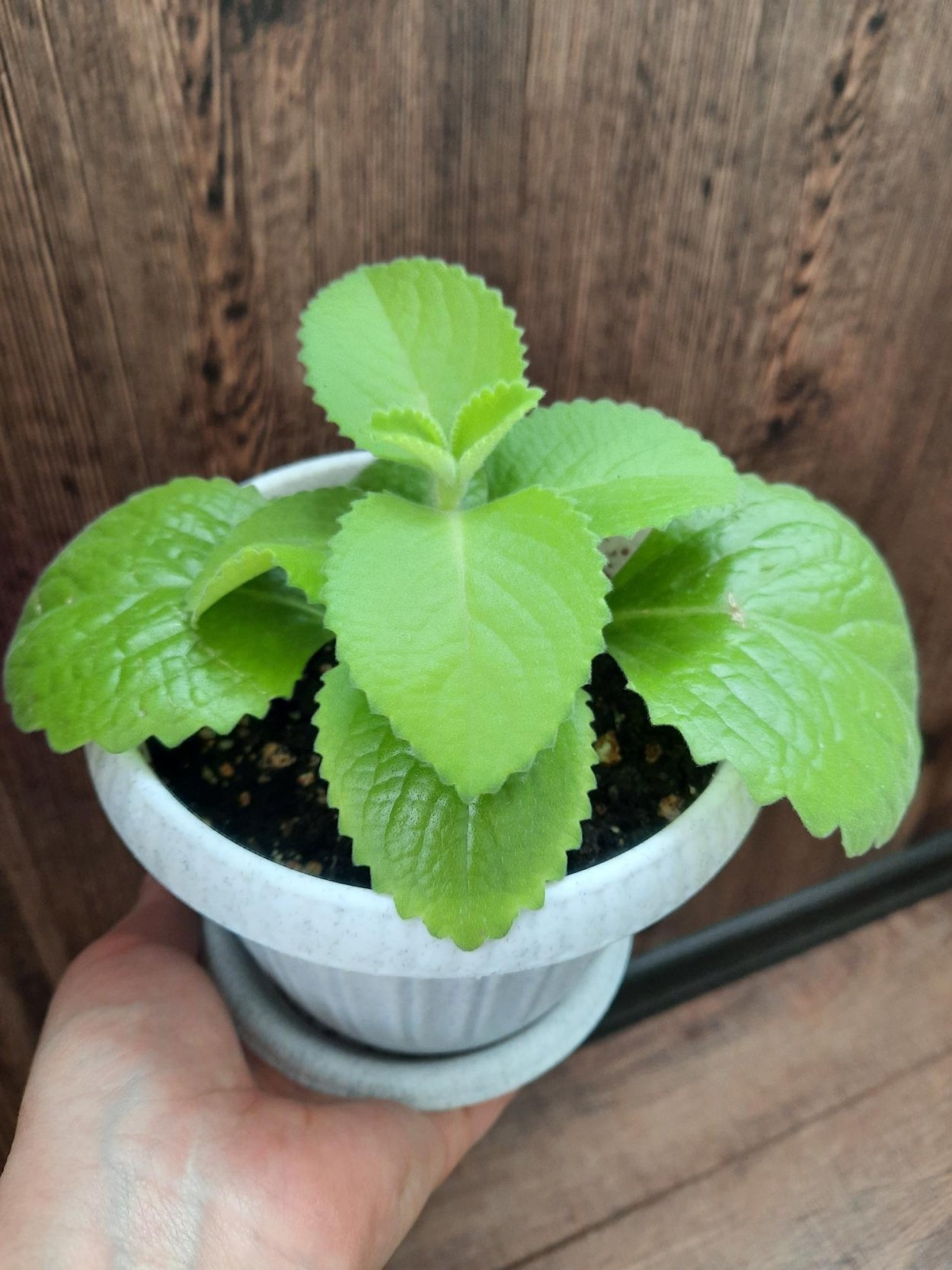 Плектрантус комнатная мята