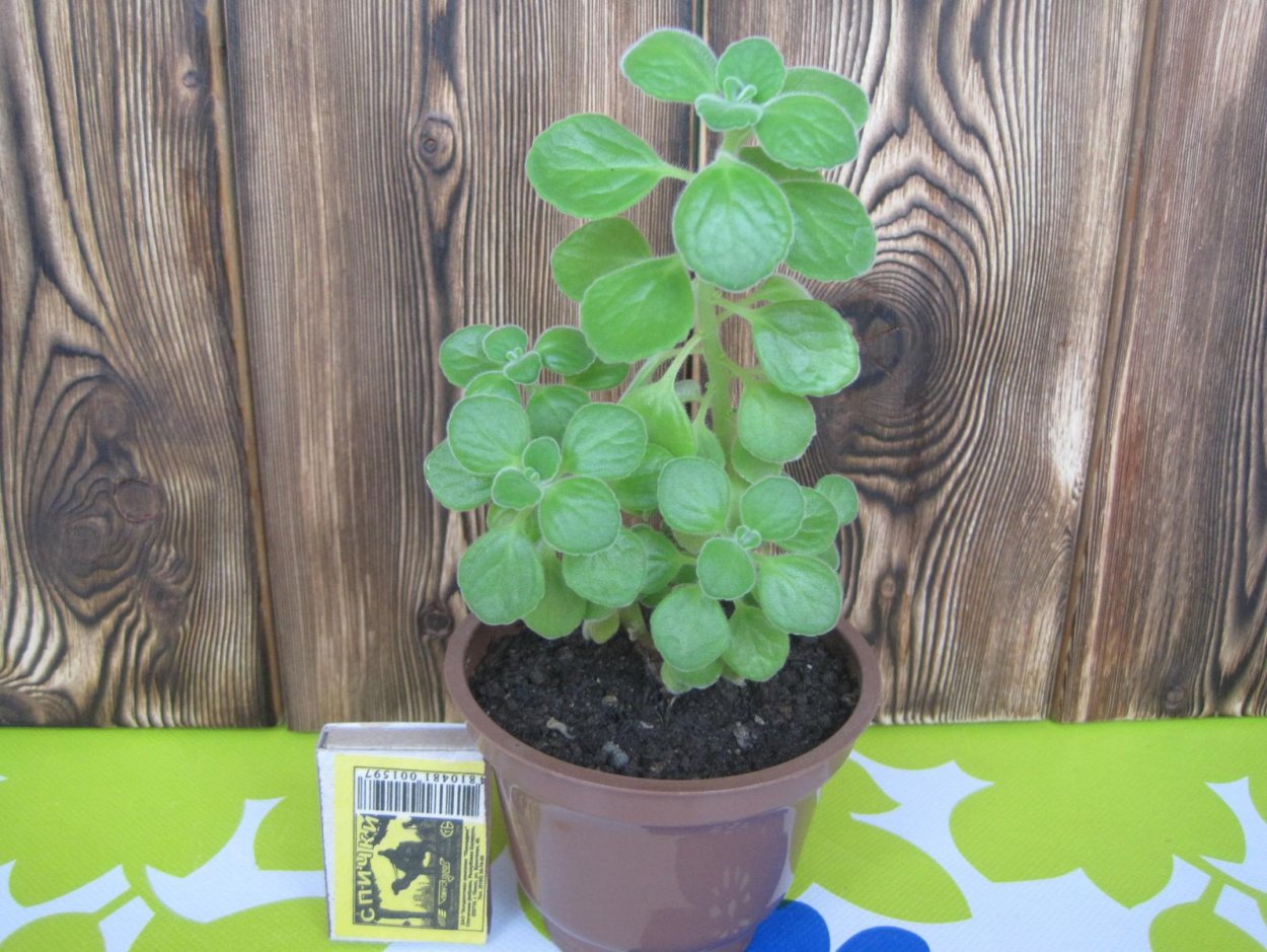 Плектрантус хадиензис