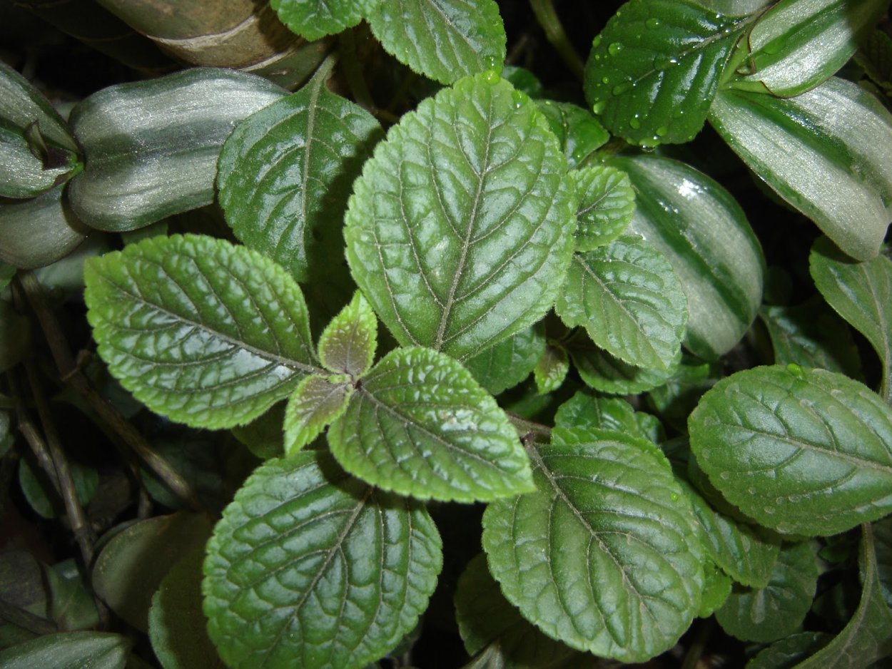 Плектрантус гибридный