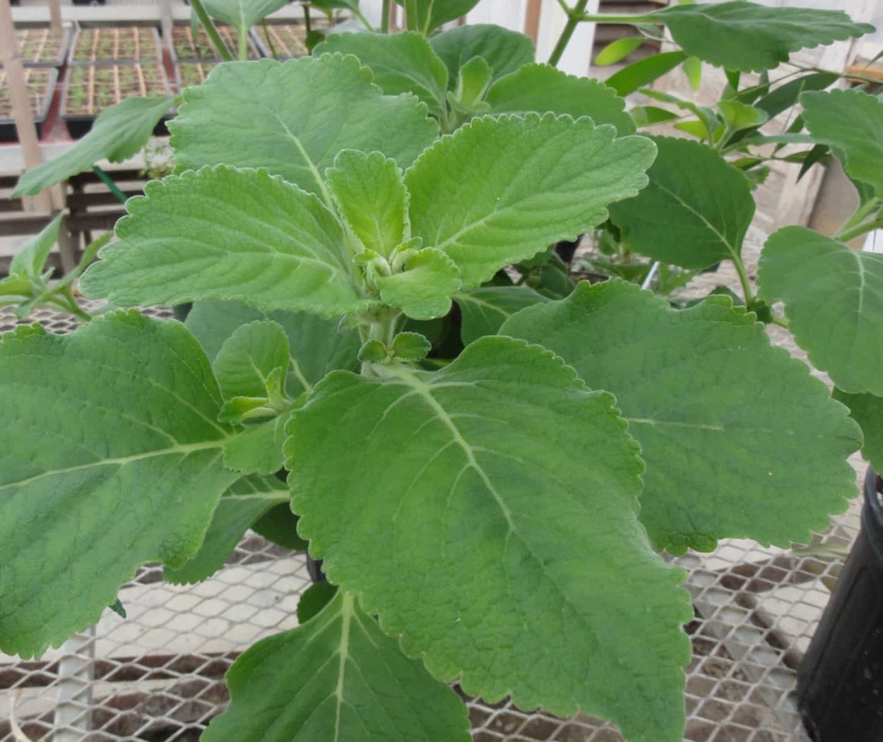 Надо ли пасынковать плектрантус