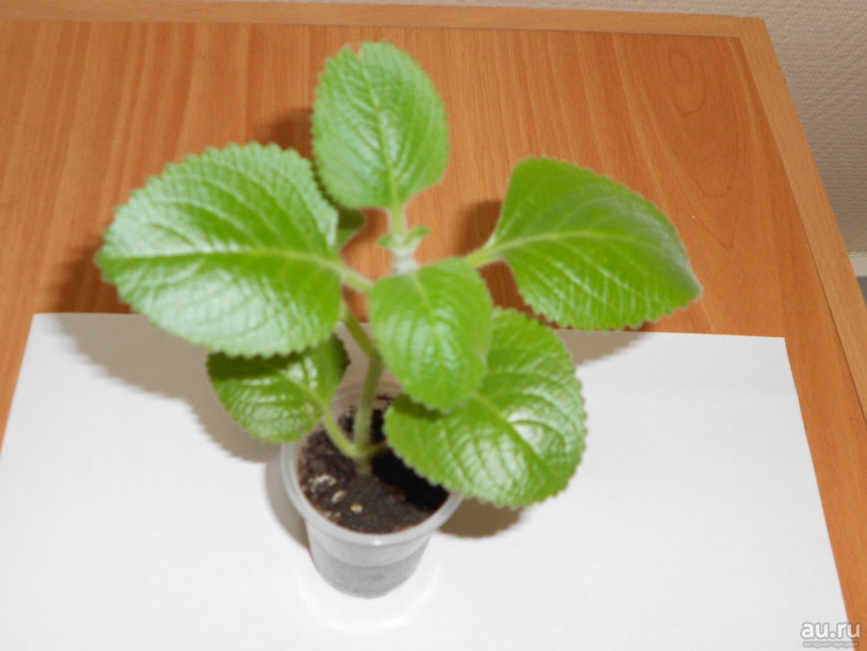 Plectranthus amboinicus ароматный
