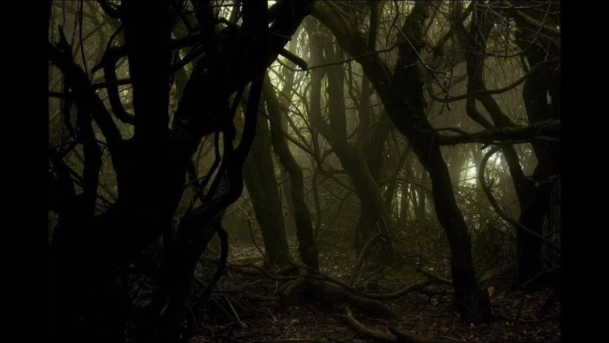 Братья Гримм таинственный лес