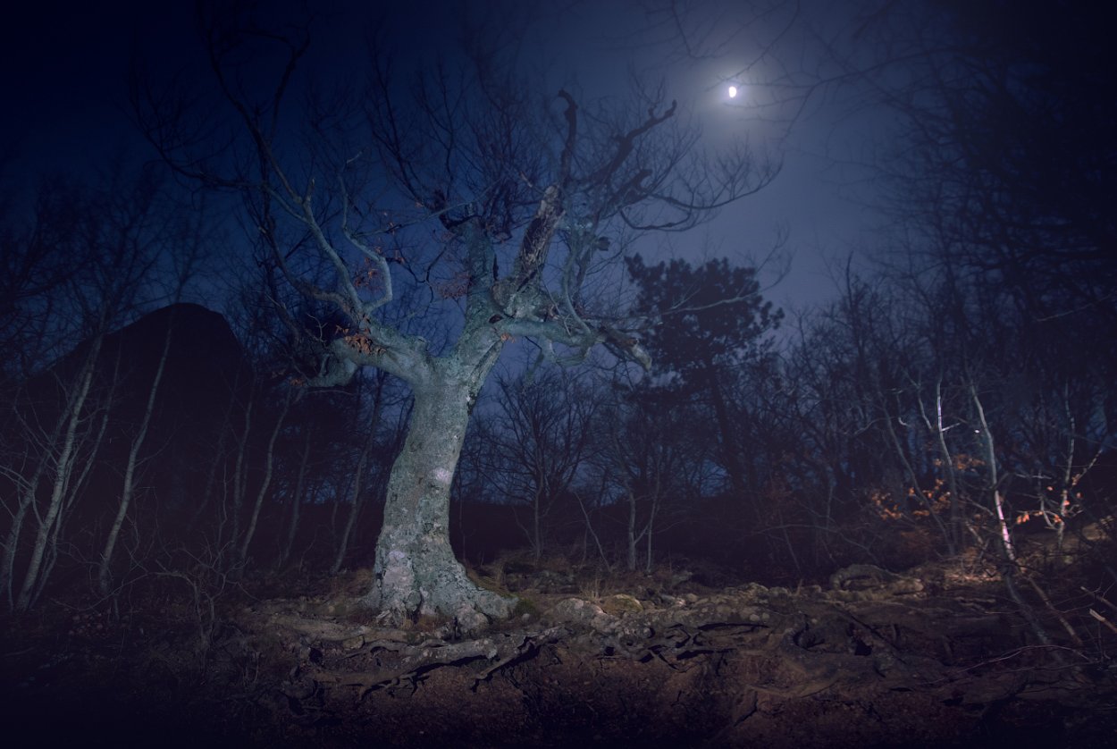 Ведьмин лес Демерджи