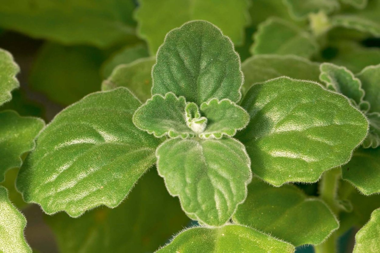 Плектрантус ароматный