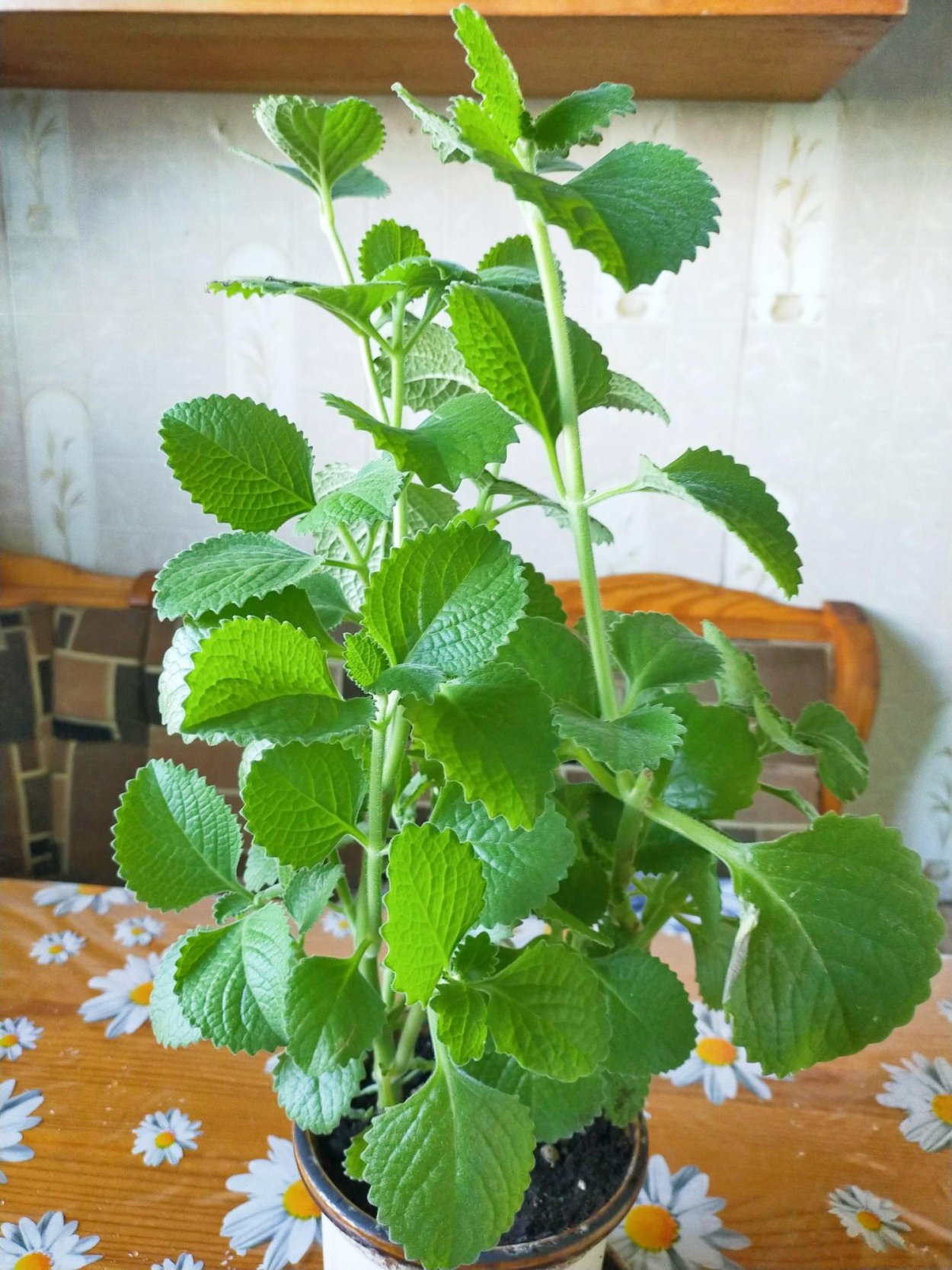 Плектрантус ароматный мята