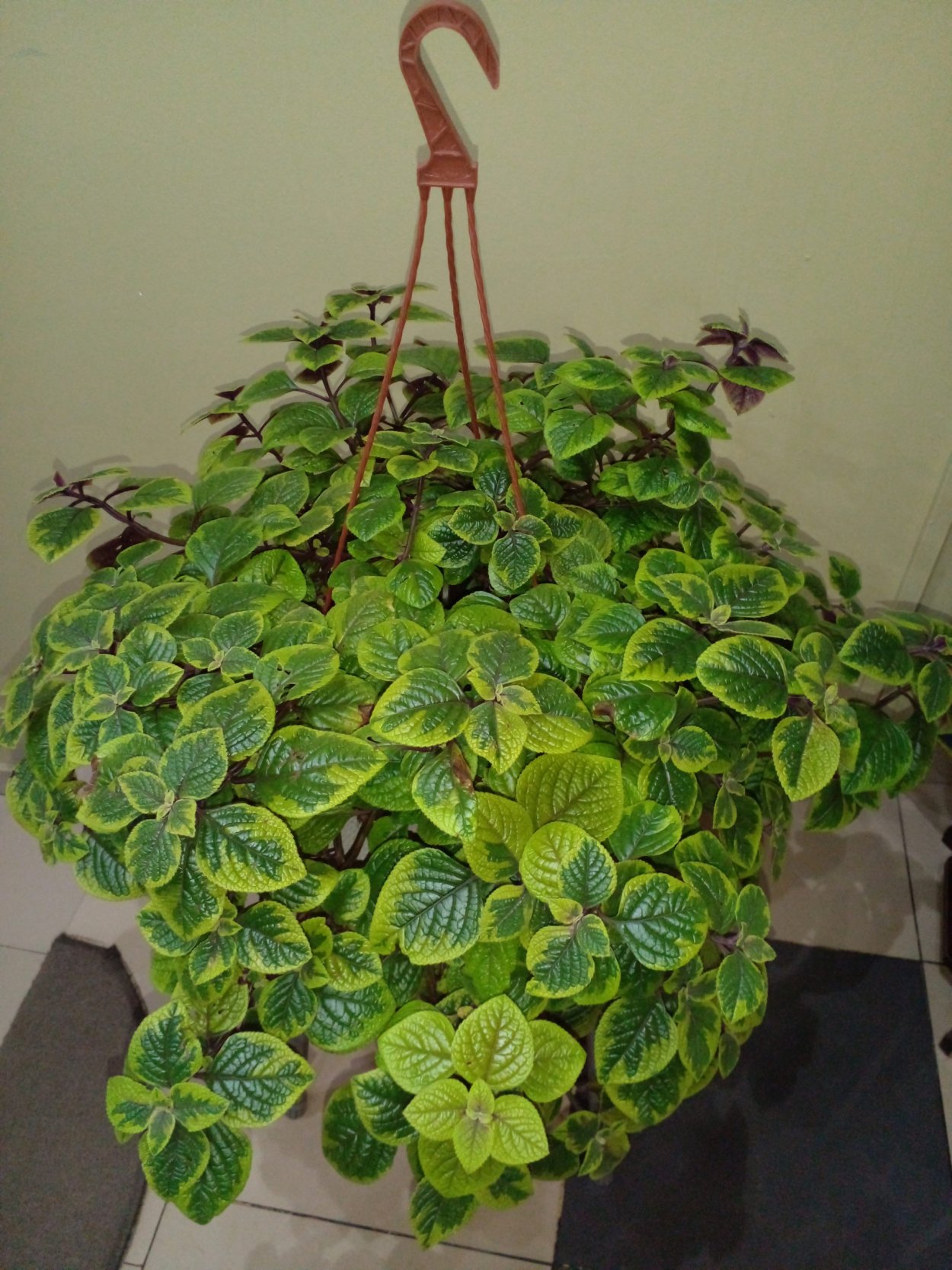 Мята плектрантус