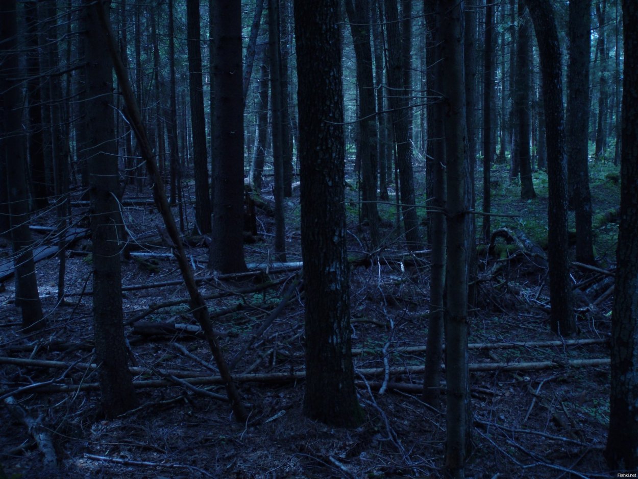 Жуткий лес
