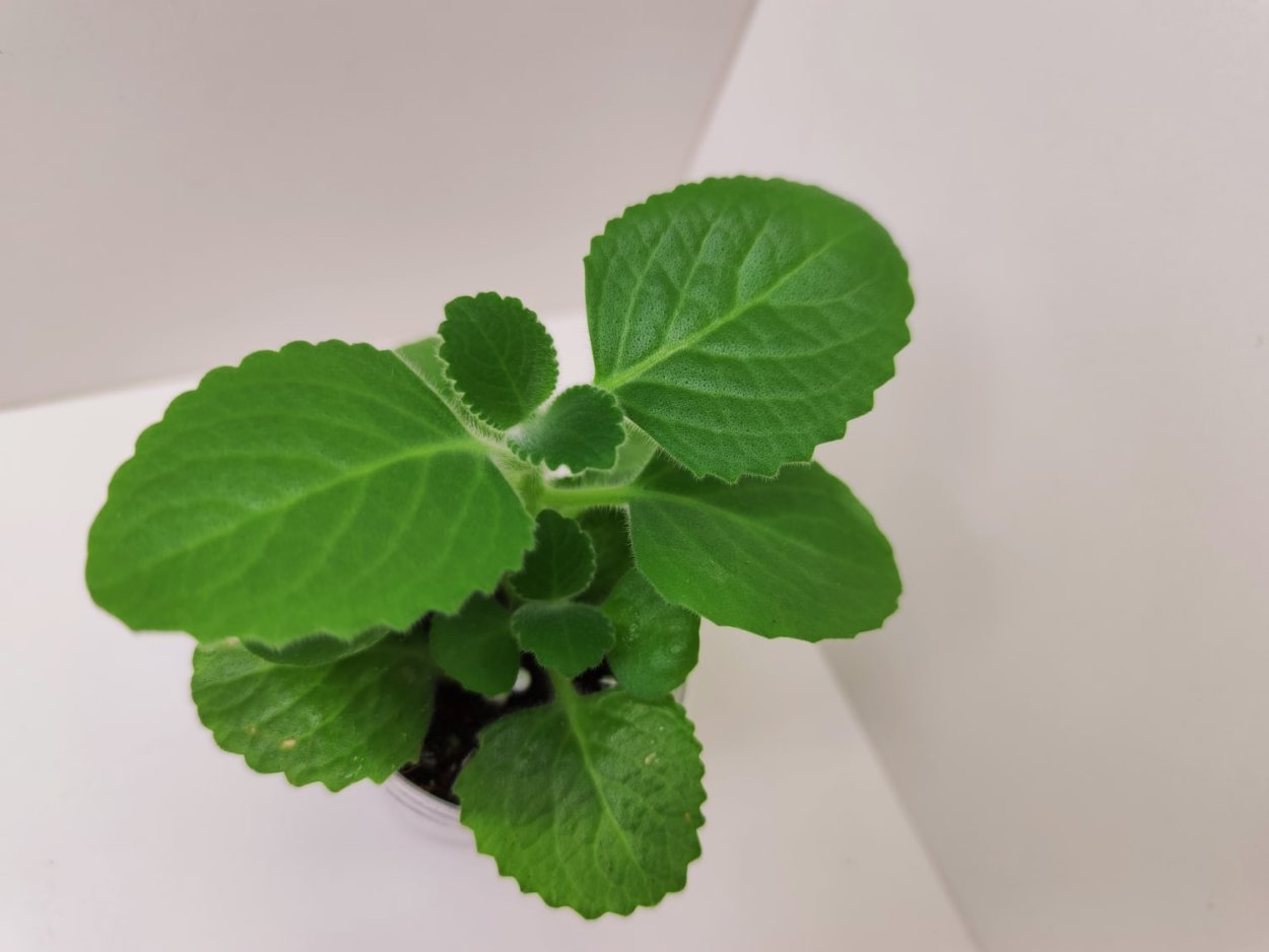 Плектрантус Эртендаля (мята)