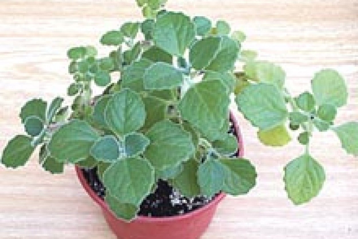 Плектрантус Эртендаля (мята)