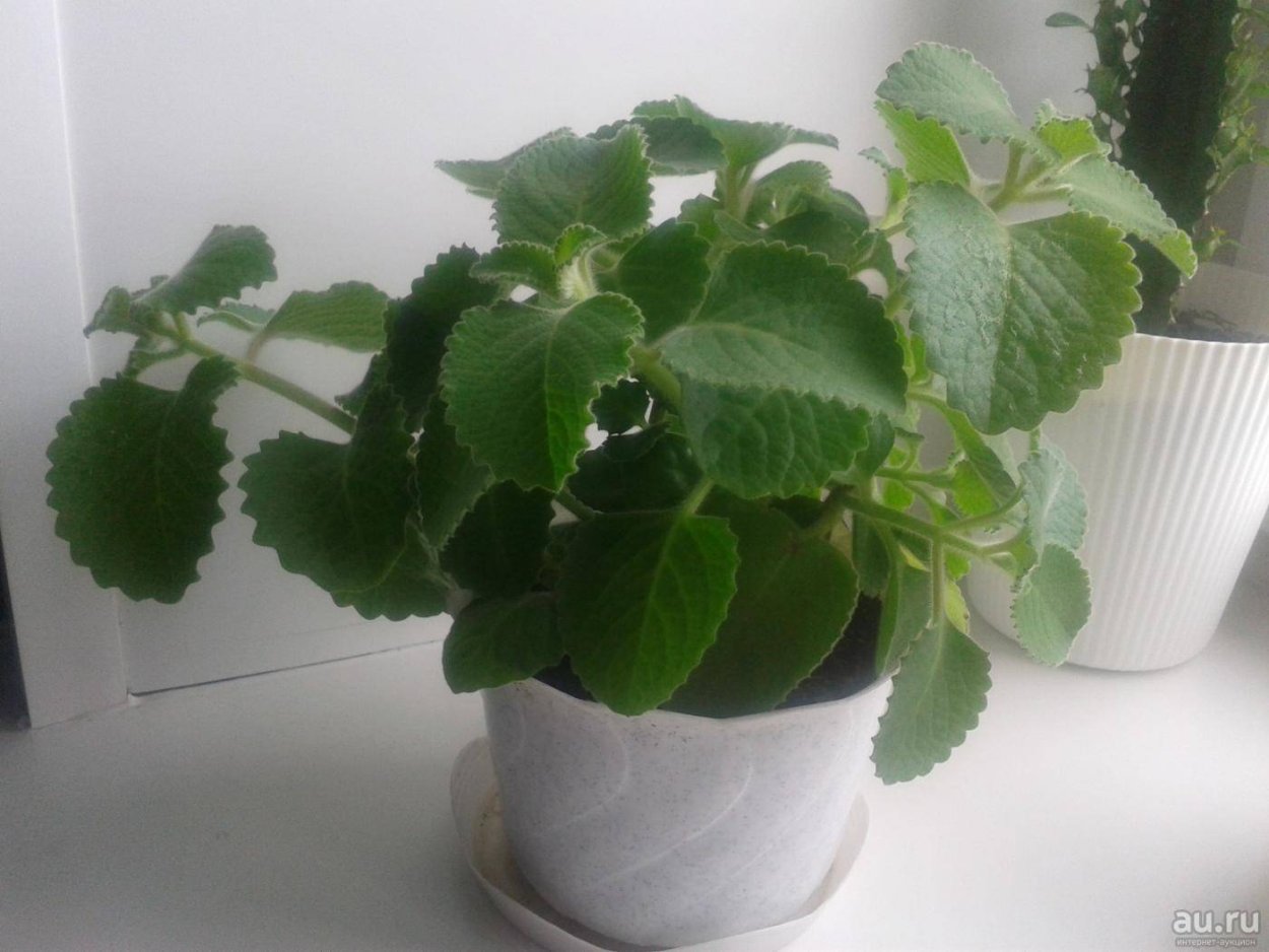Плектрантус комнатная мята
