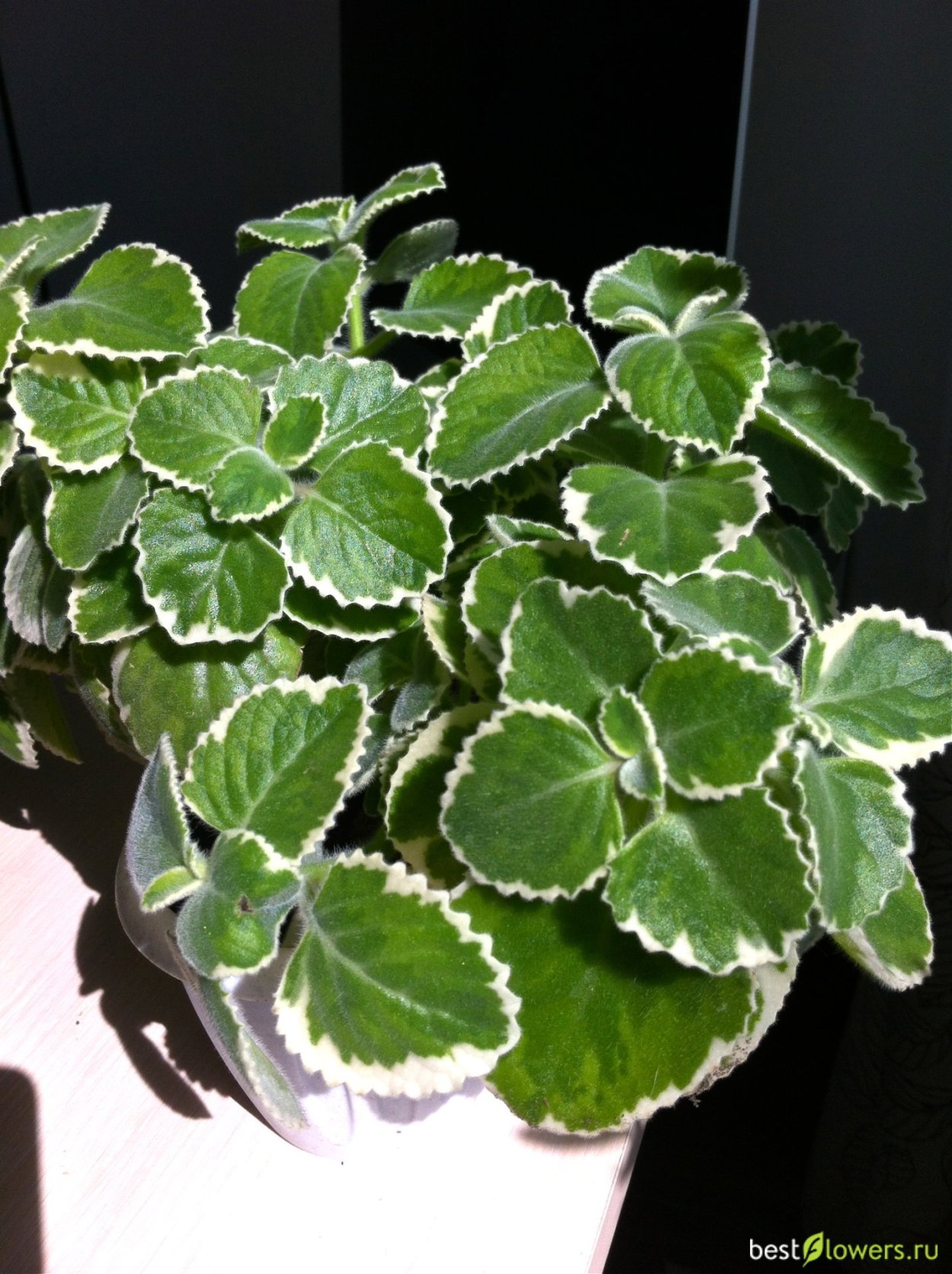 Плектрантус неохилис