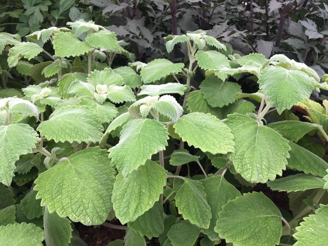 Плектрантус гибридный