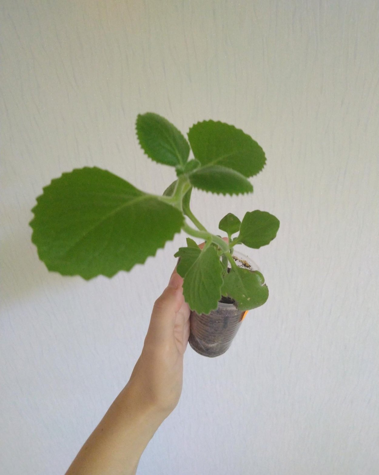 Плектрантус Эртендаля (мята)