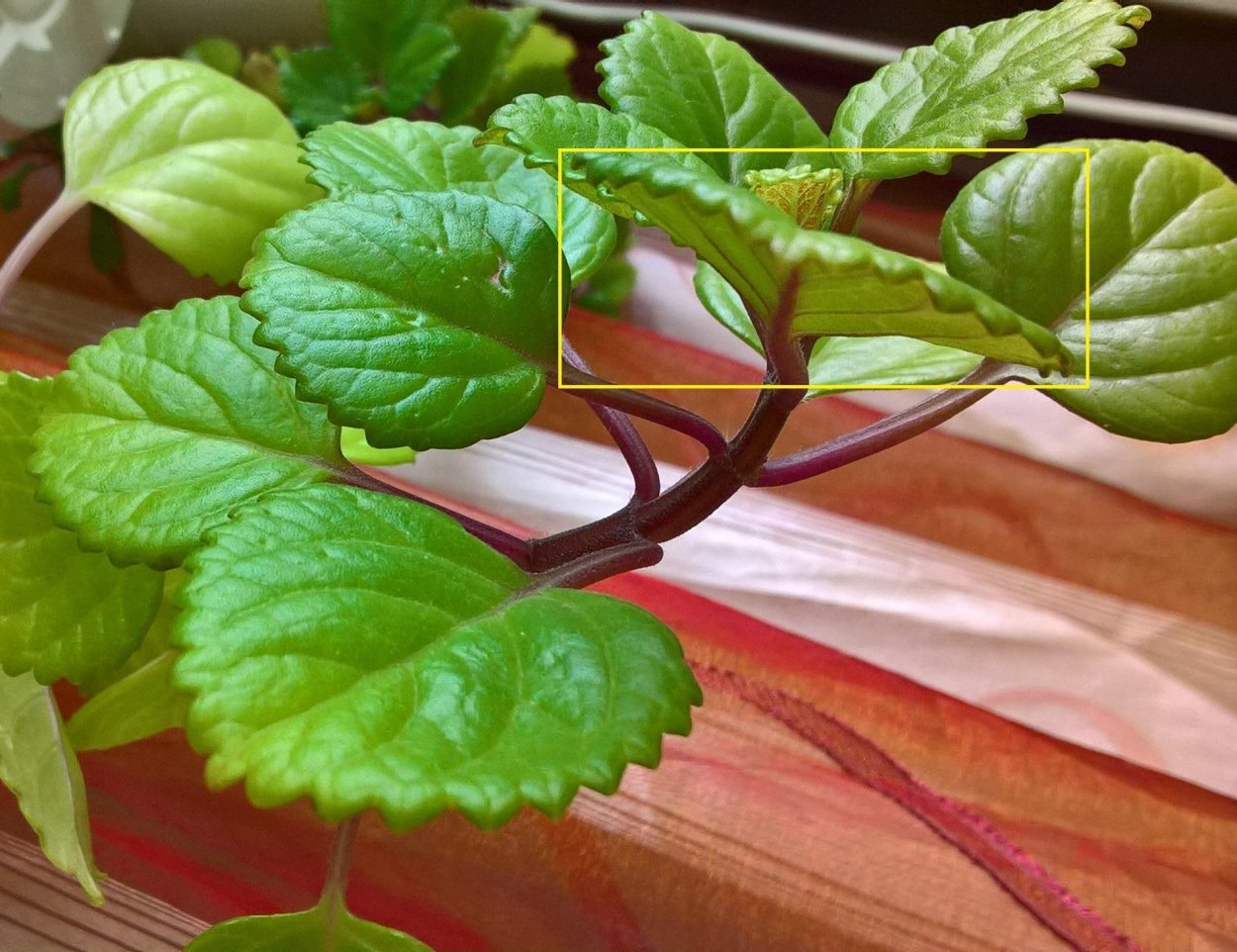 Плектрантус шпороцветник