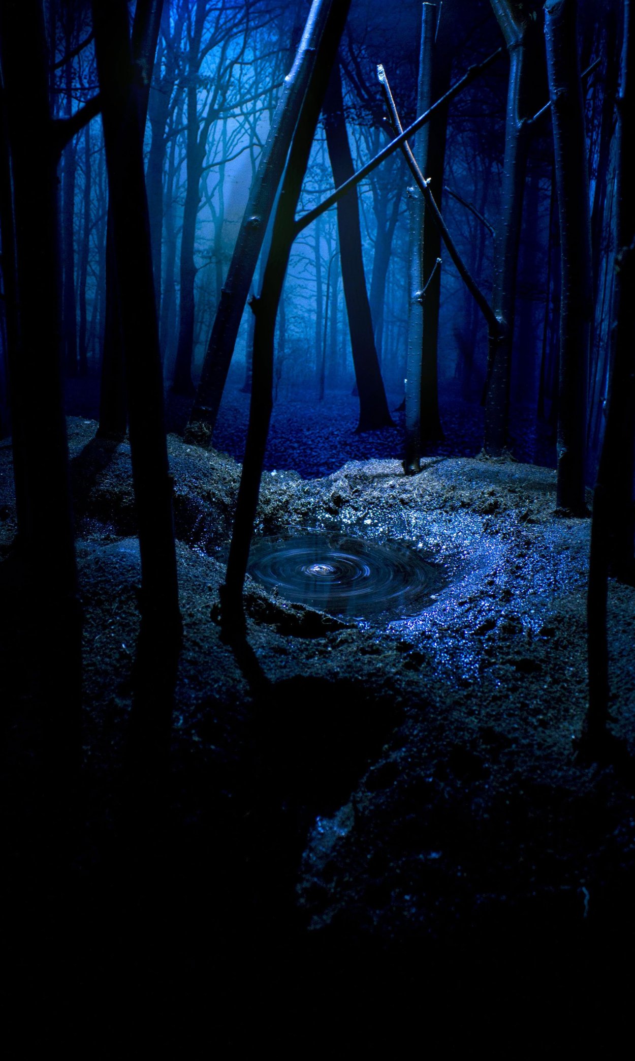 «Ночь в лесу»