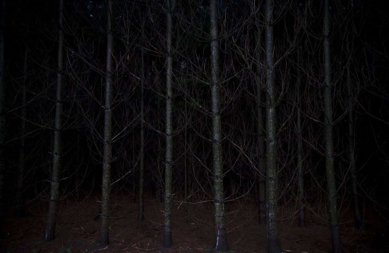 Ткань темный лес