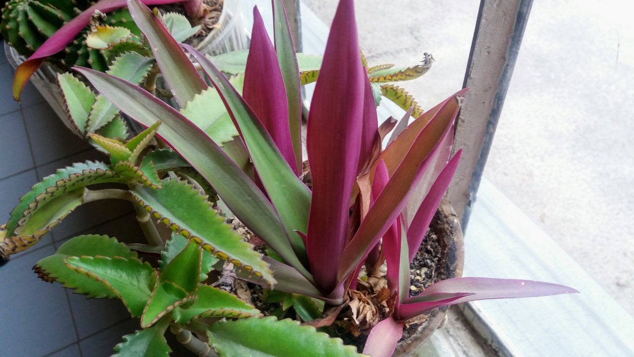 Комнатный цветок с фиолетовыми листьями Рео