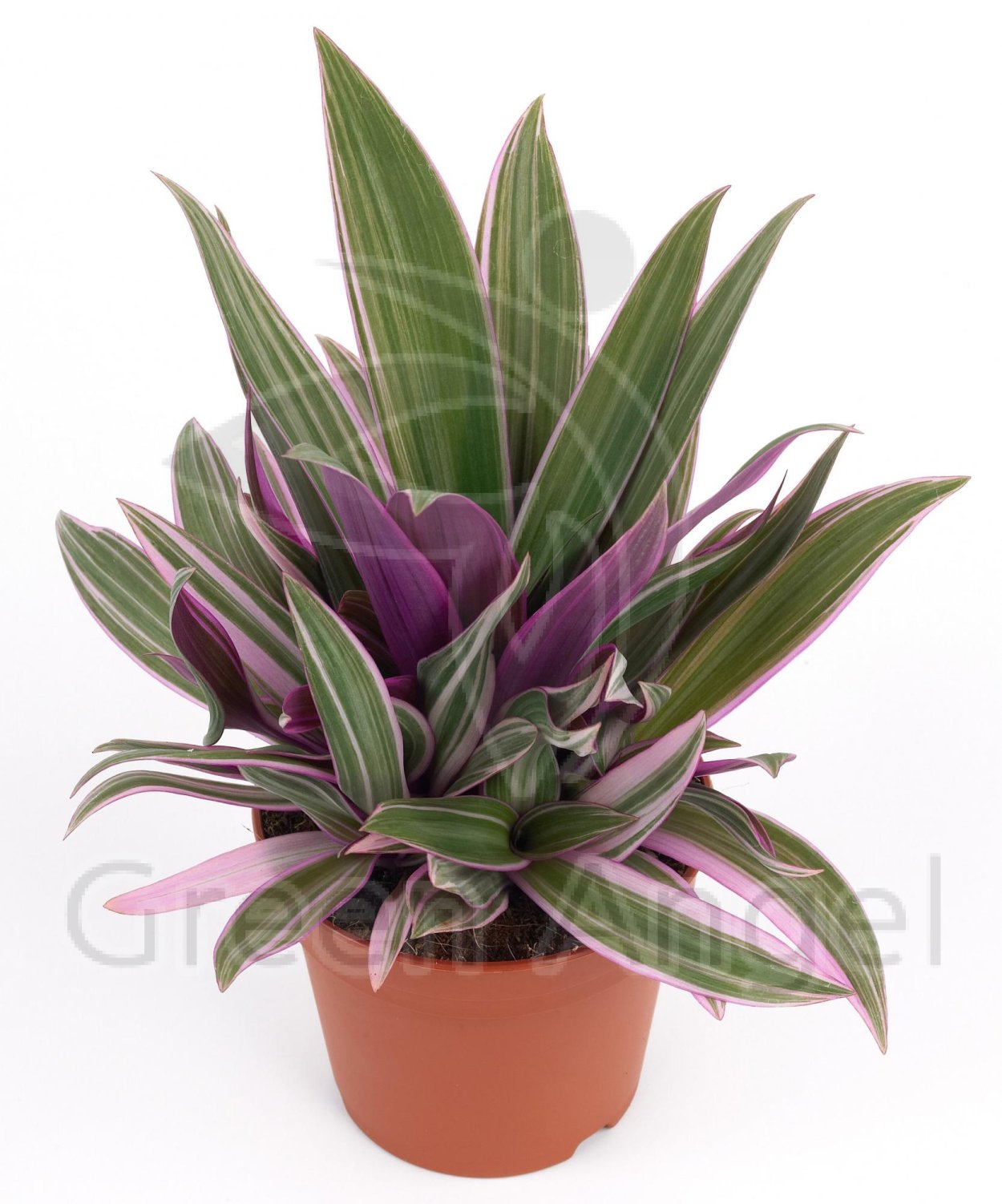 Традесканция Рео Ситара