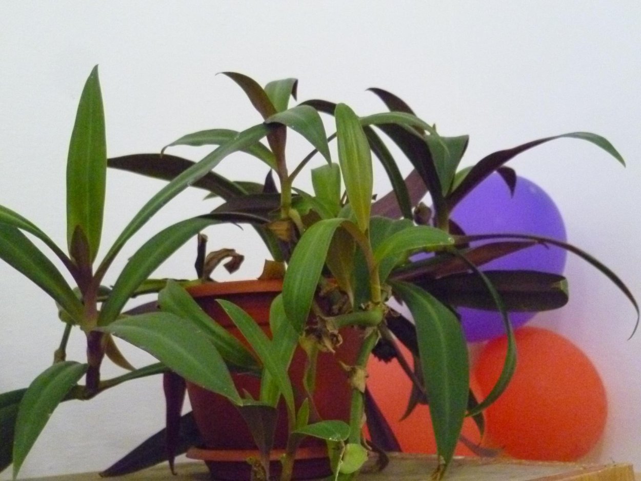 Комнатный цветок Рео вьющийся