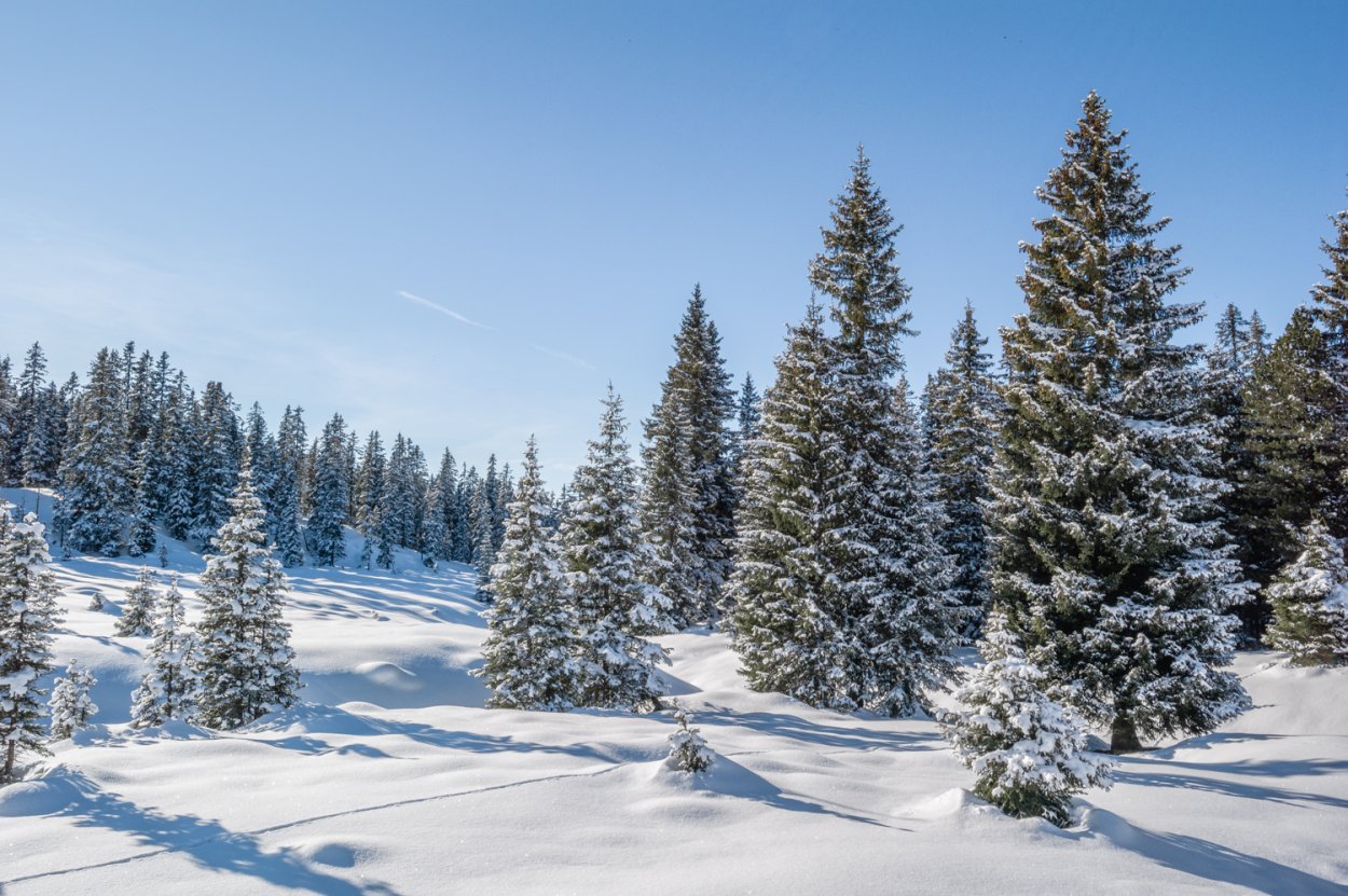 Зимний хвойный лес