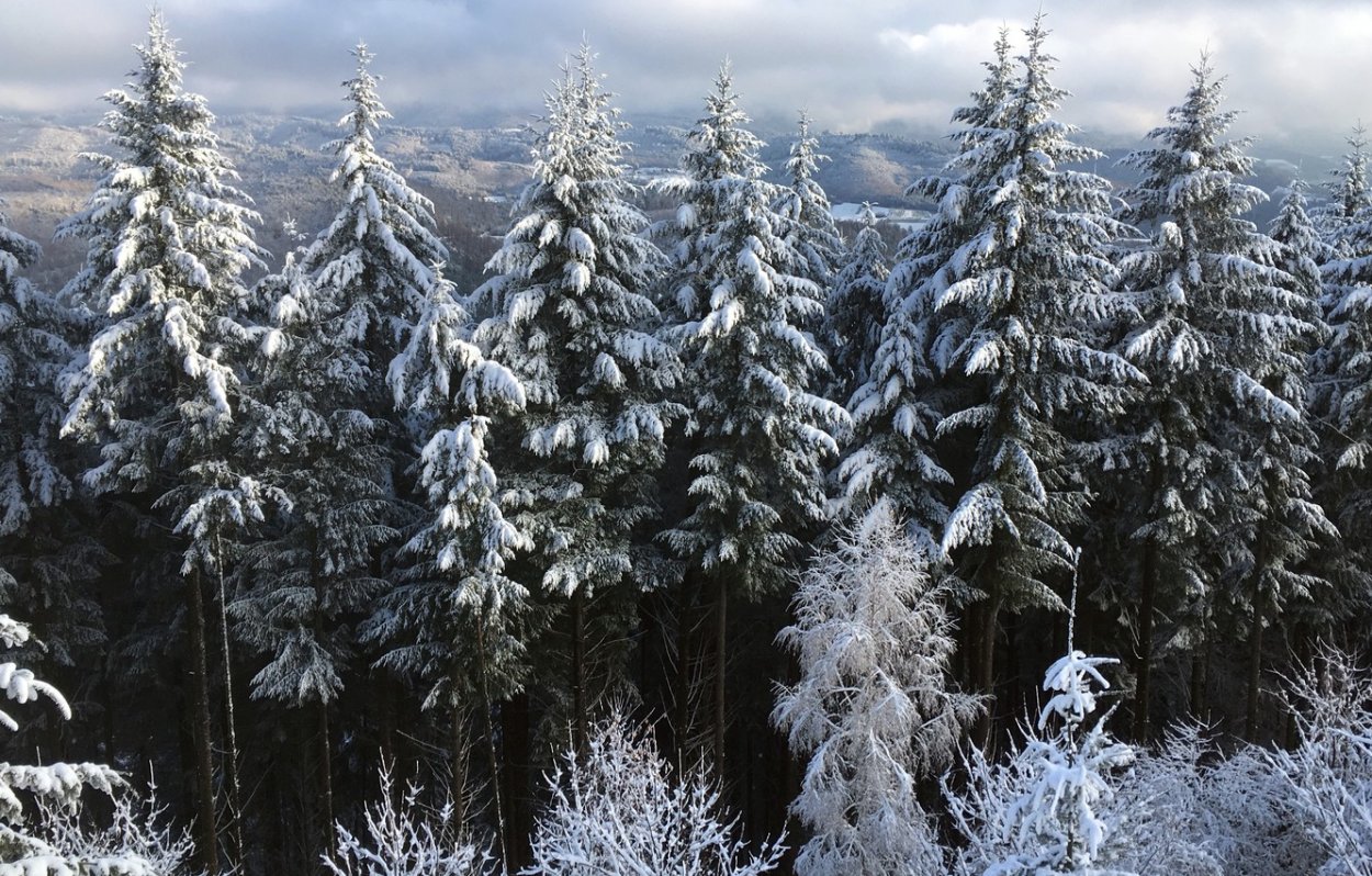 Еловый лес зимой