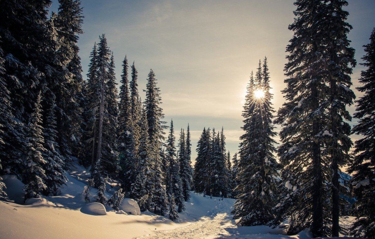 Зимний лес на рабочий стол