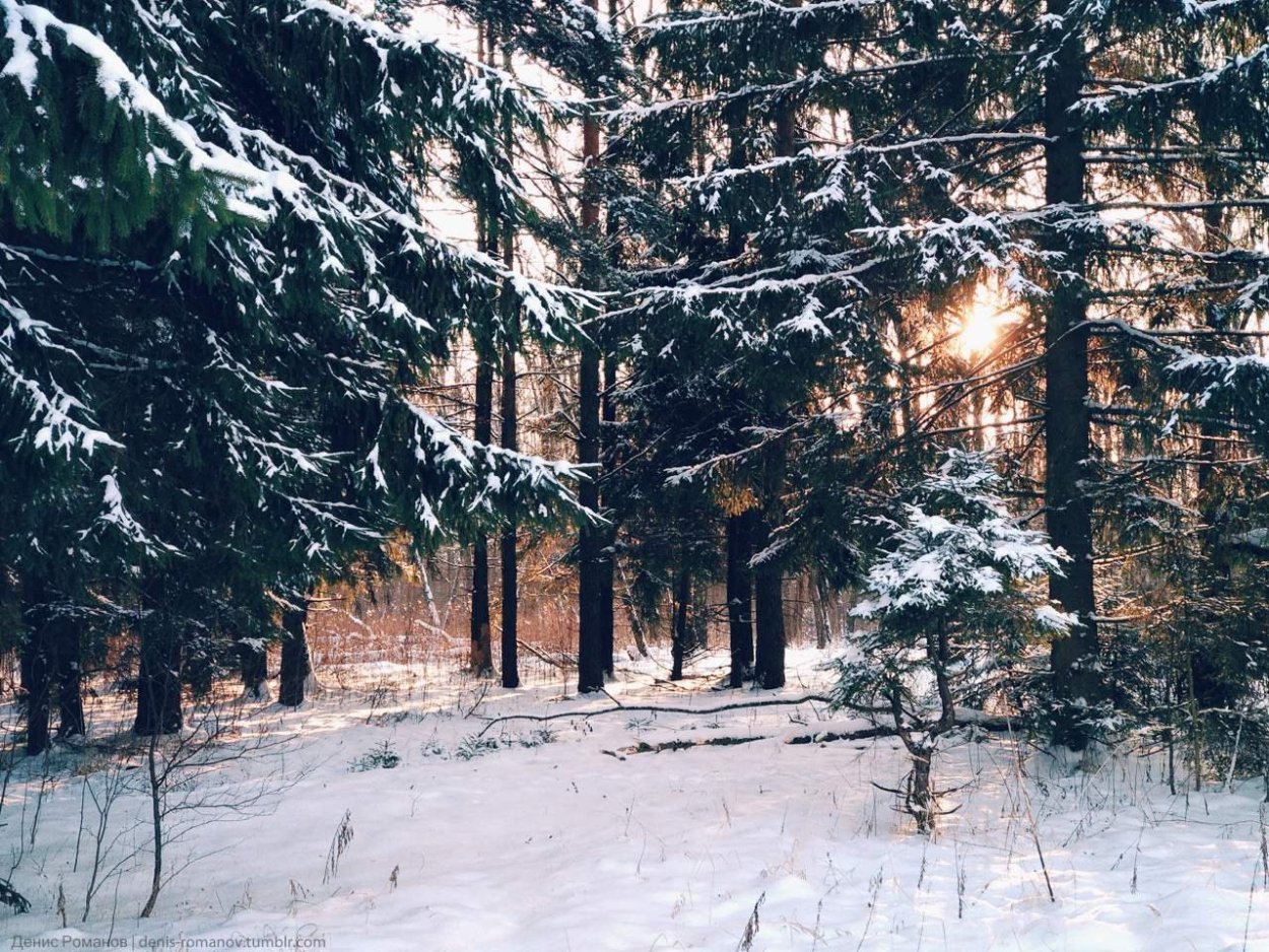 Зимний лес Эстетика