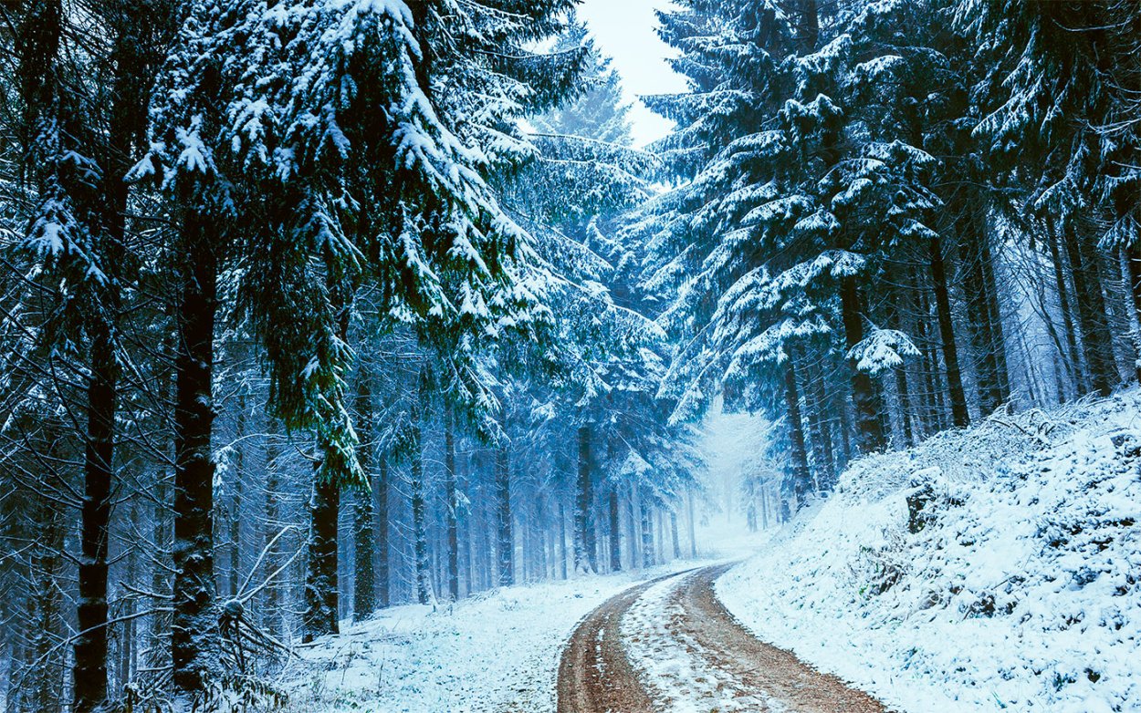 Снежный лес