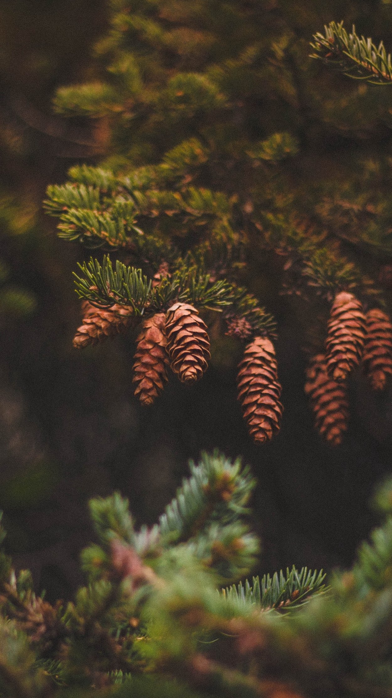 Сосновая Кедровая Голосеменные шишка