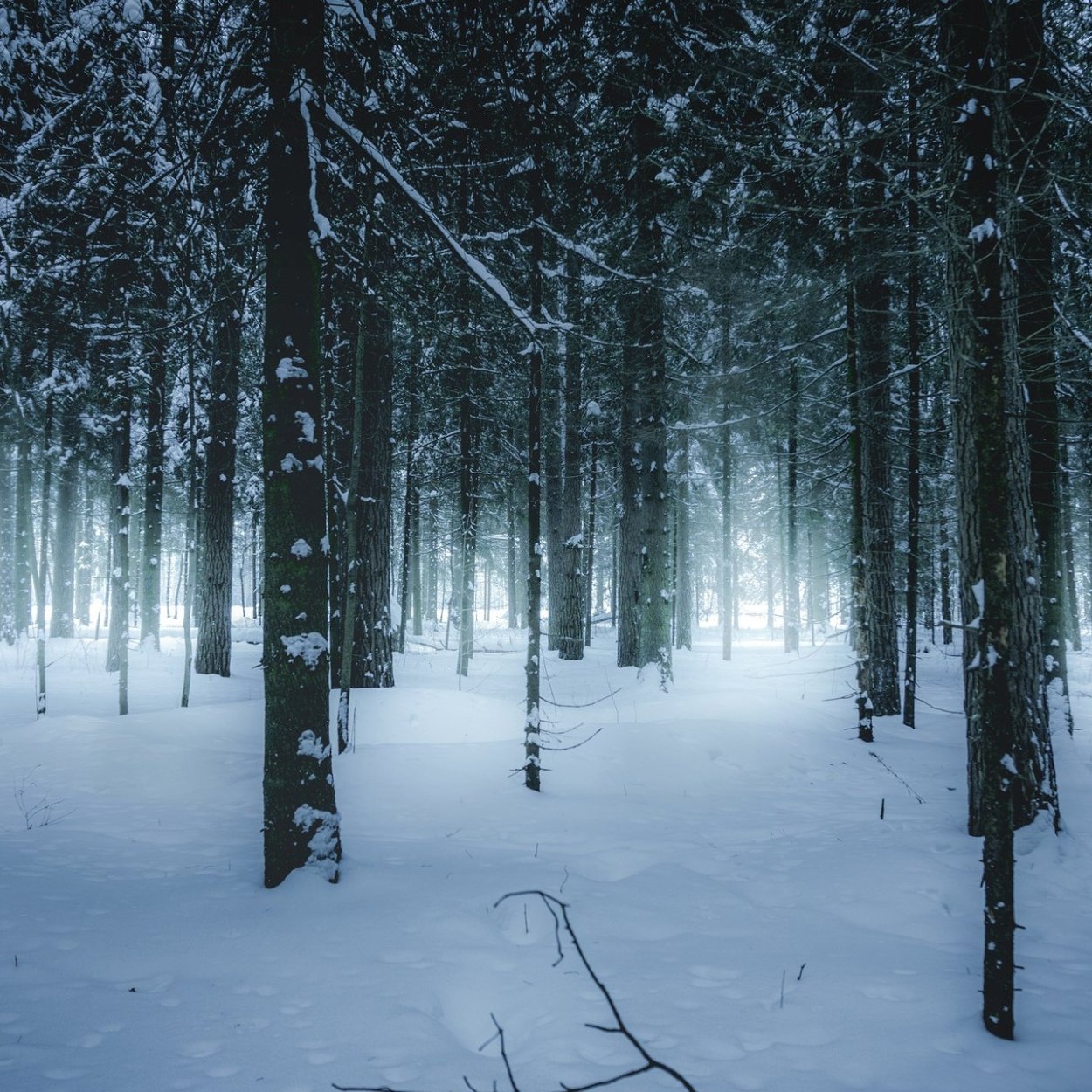 Задний фон зимний лес