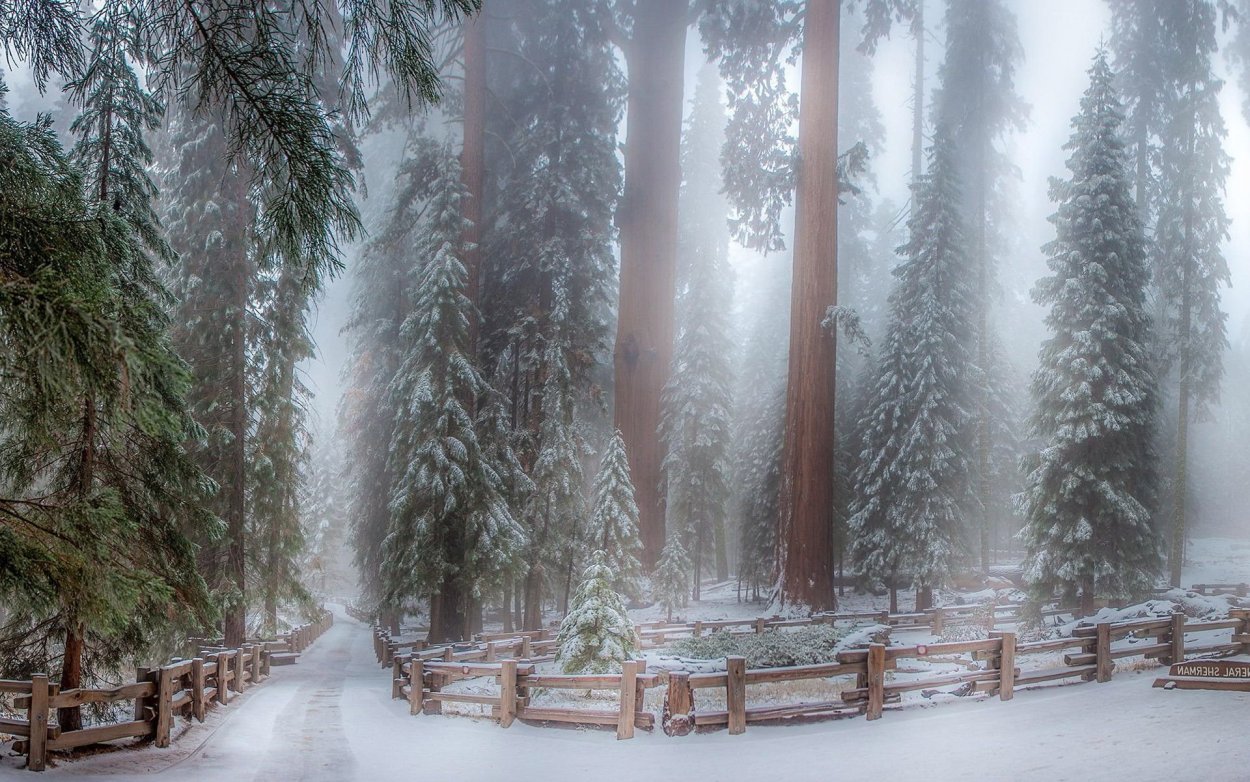 Сказочный зимний лес