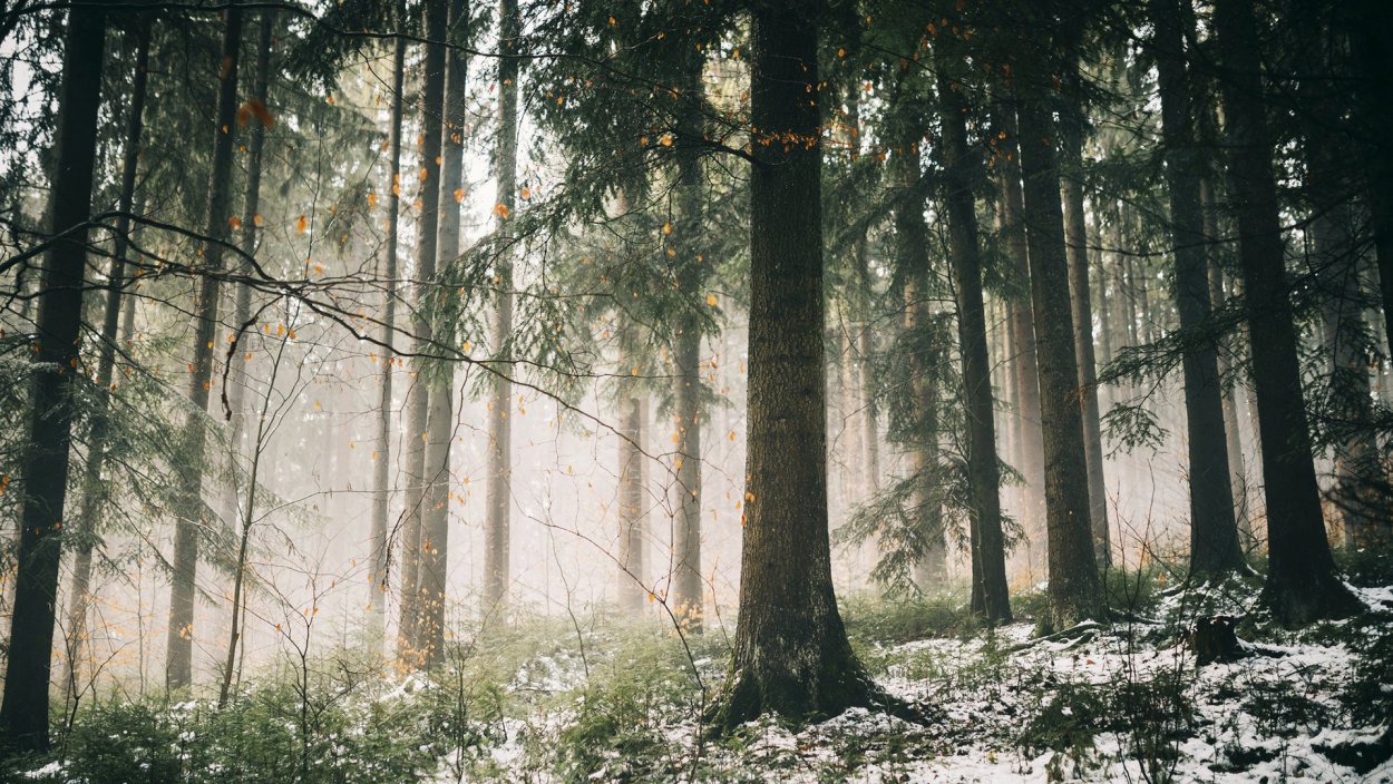 Сосновый лес Сумерки