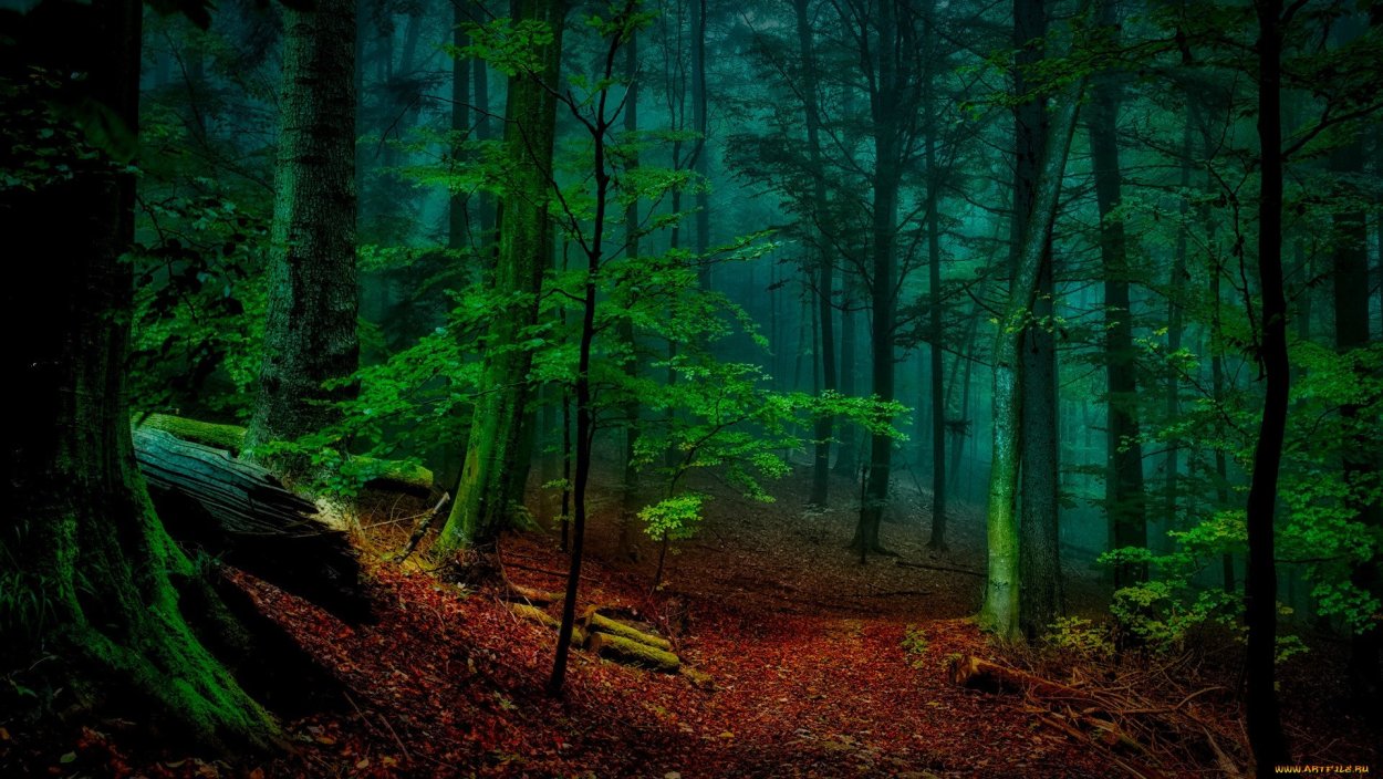 Темный лес