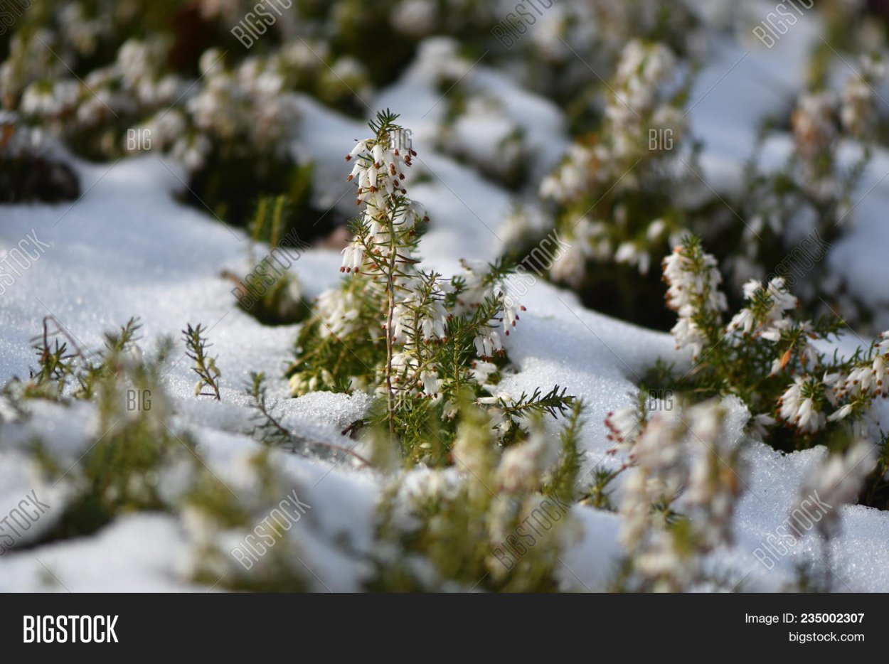 Вереск в снегу