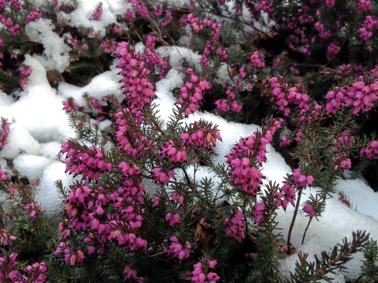 Erica carnea растение
