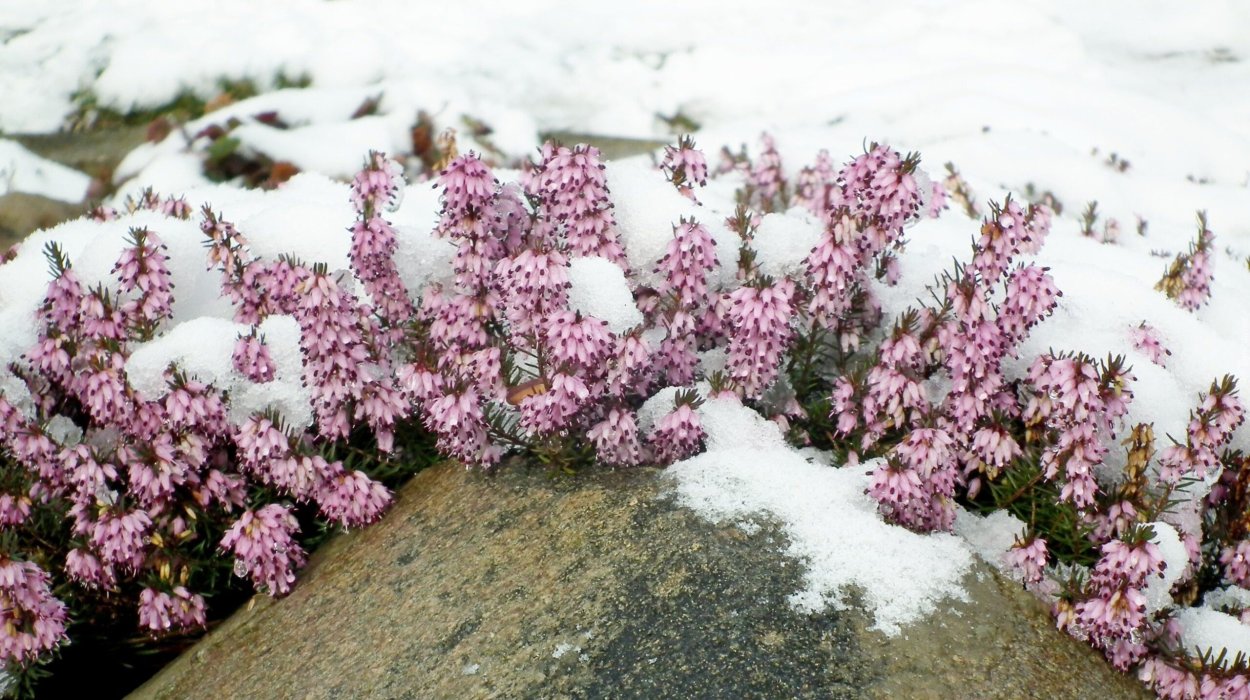 Эрика дарленская микс