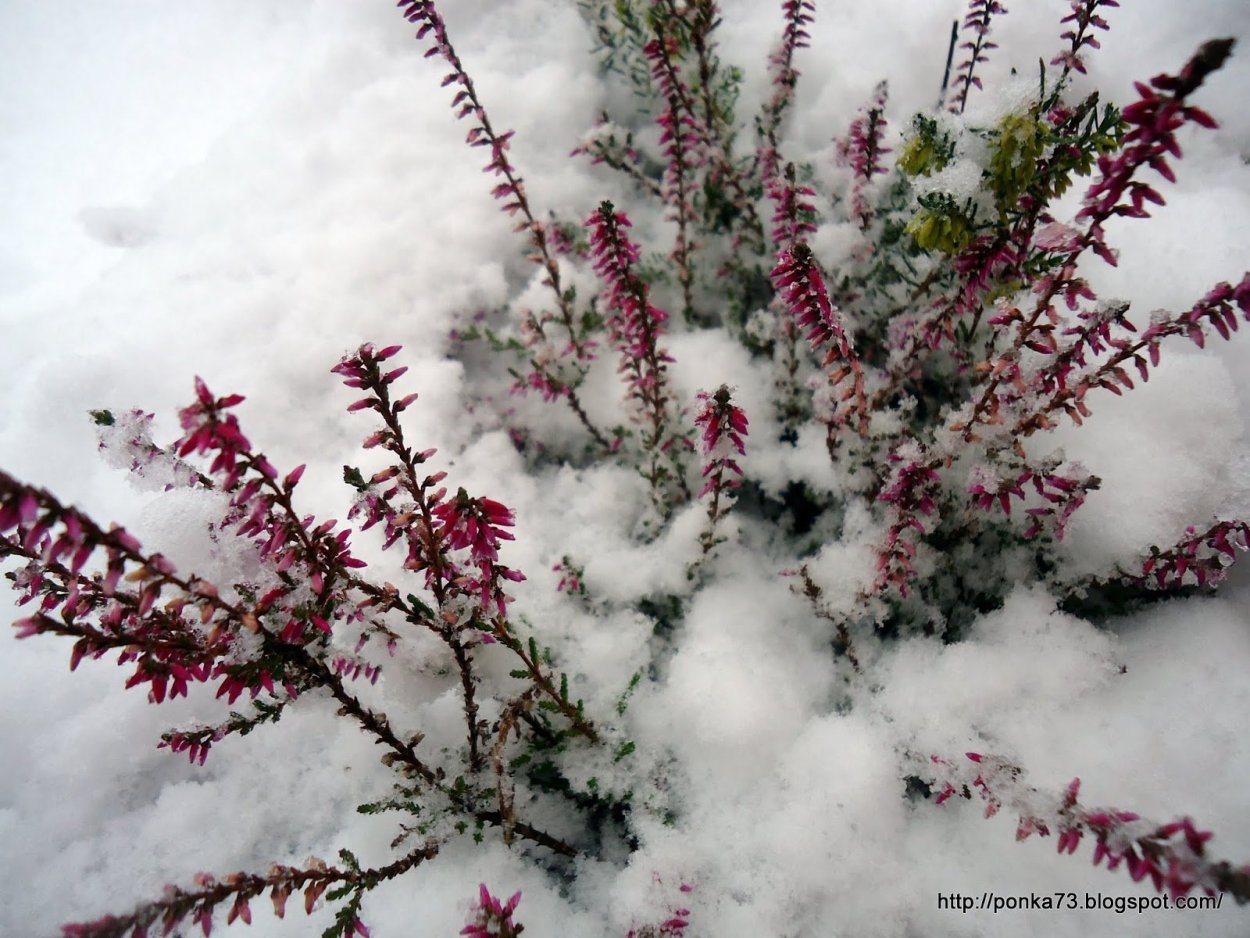 Вереск обыкновенный зима