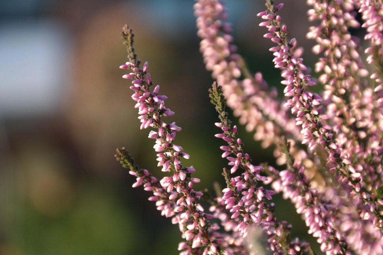 Вереск White Coral