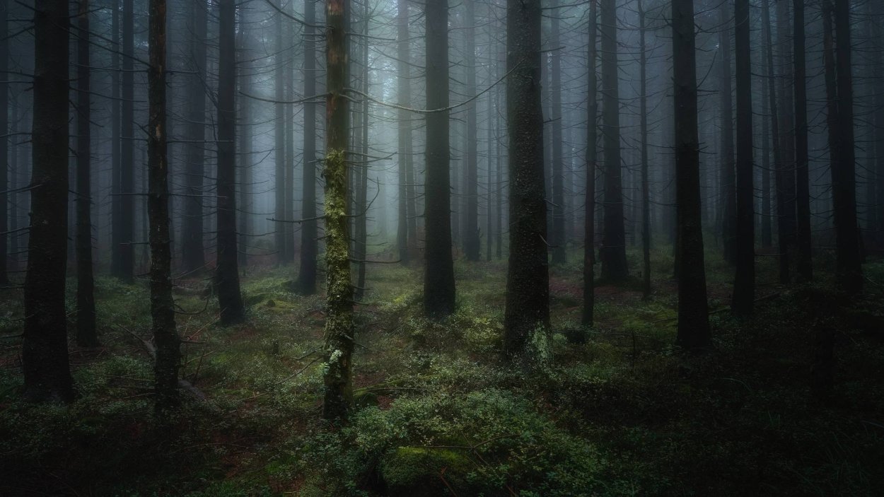 Еловый темный лес Угра