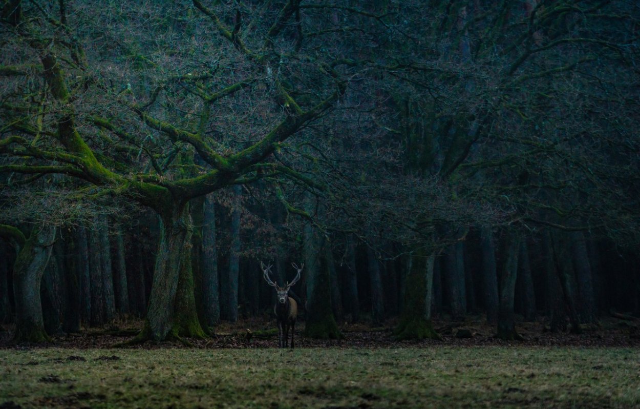 Мистический лес