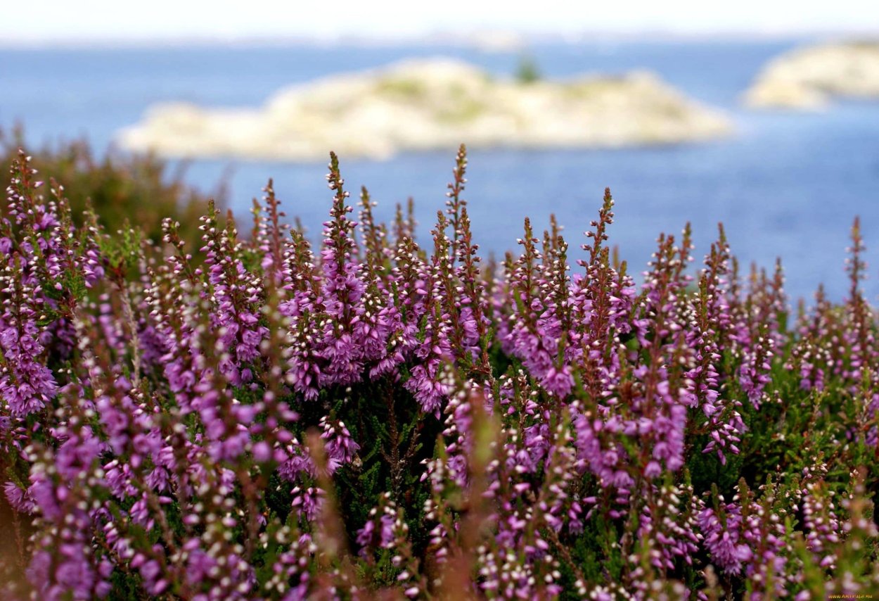 Капский Вереск цветы