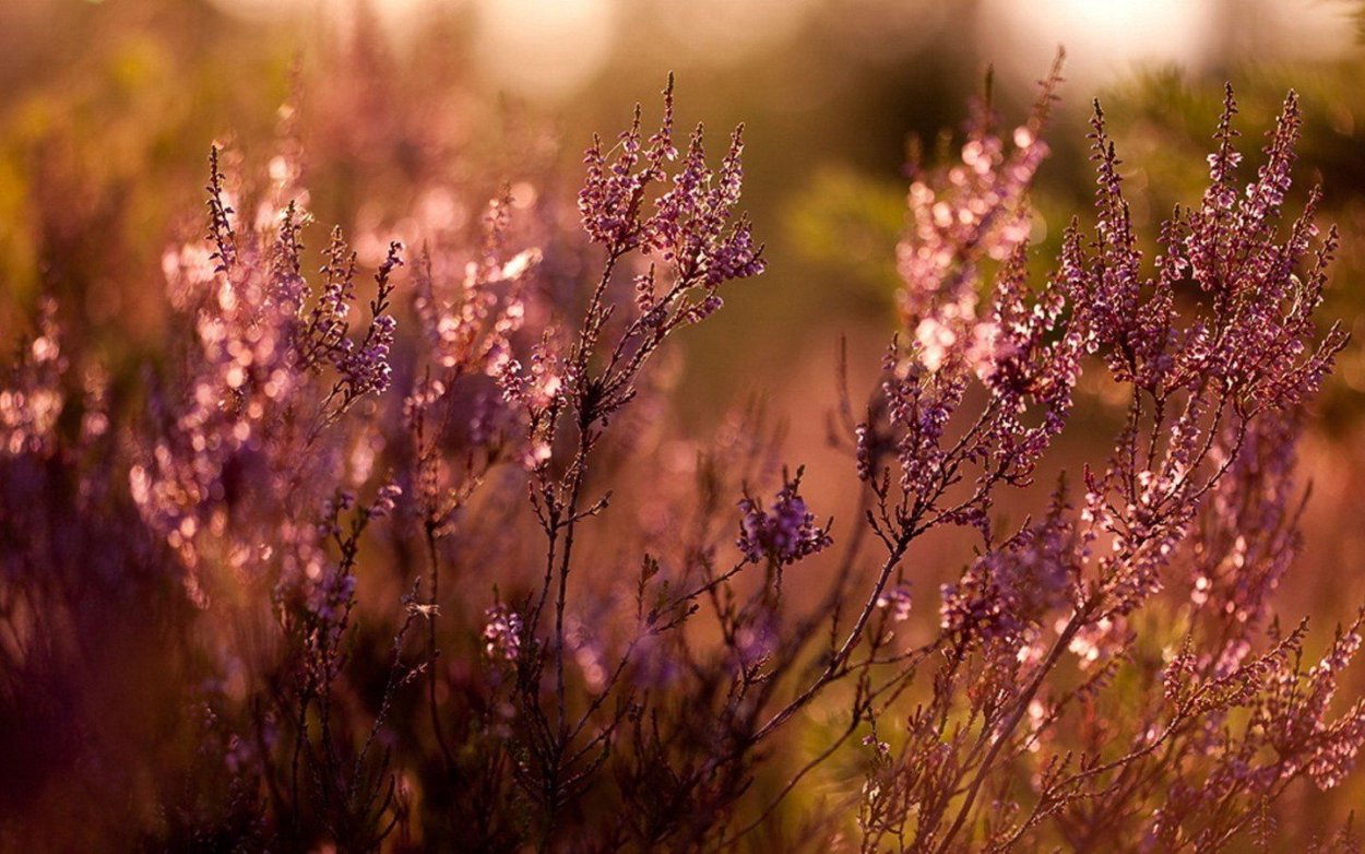 Calluna vulgaris 'Zoe Вереск