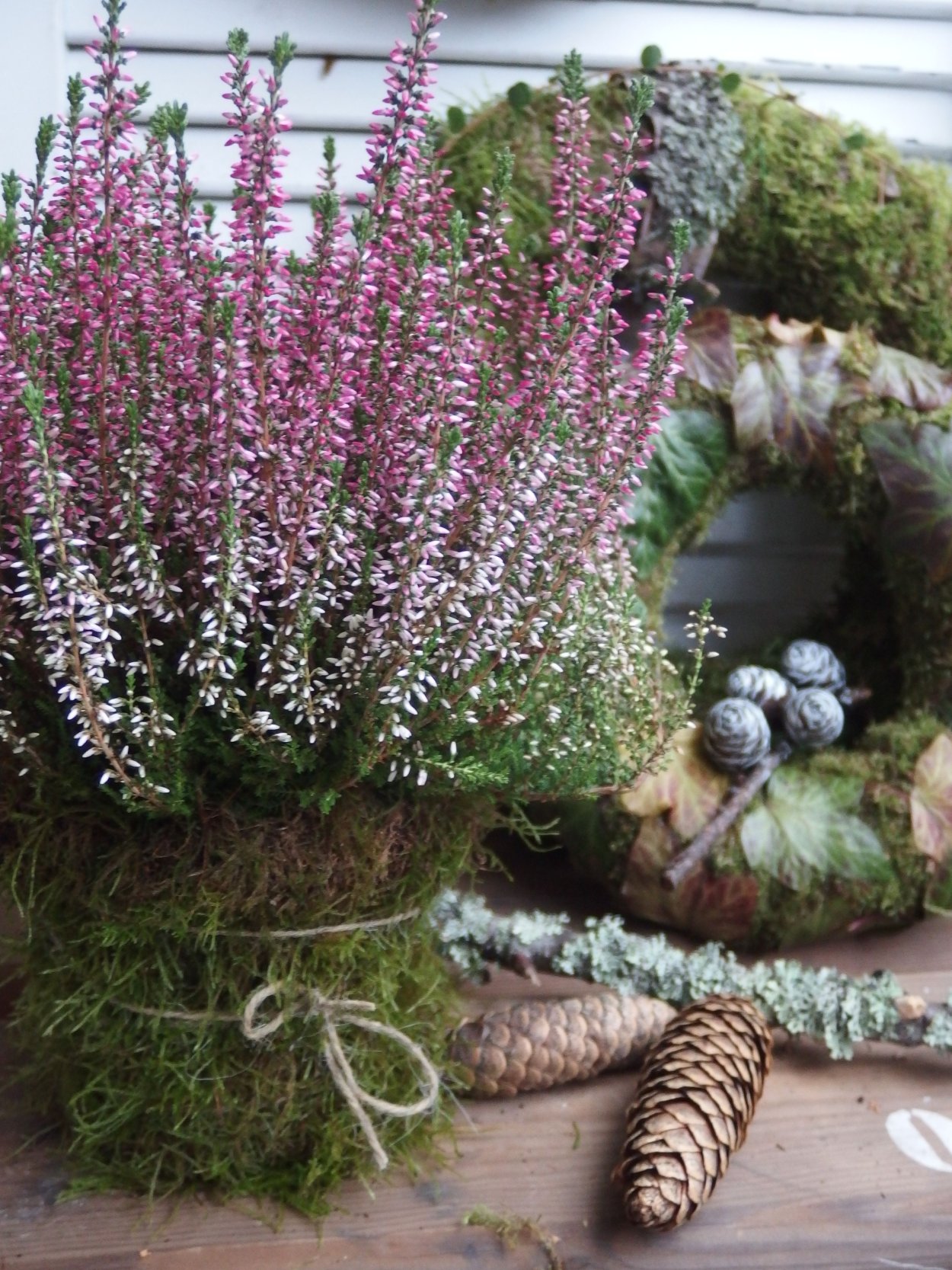 Вереск силке