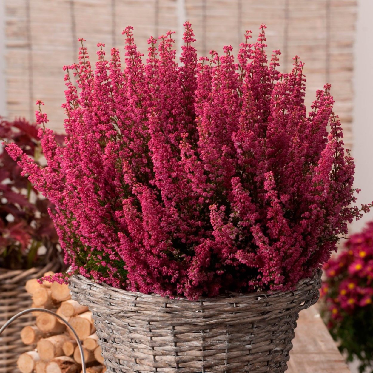 Вереск Каллуна Эрика